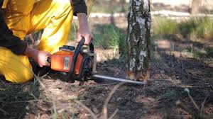 Best Arborist Consultation Services  in Kingstowne, VA